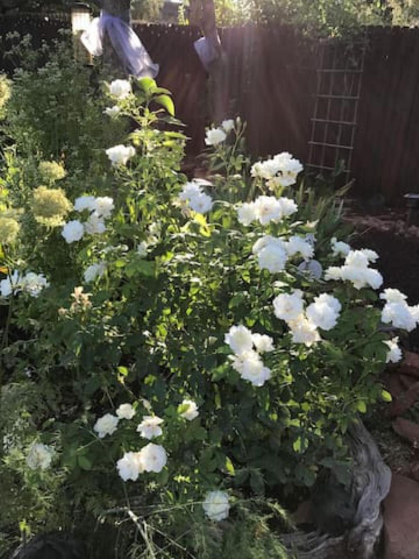 Red Rock Escape - Cozy King Bed & Gardens, Trails, Views, Red Rock Pass Ferienhaus